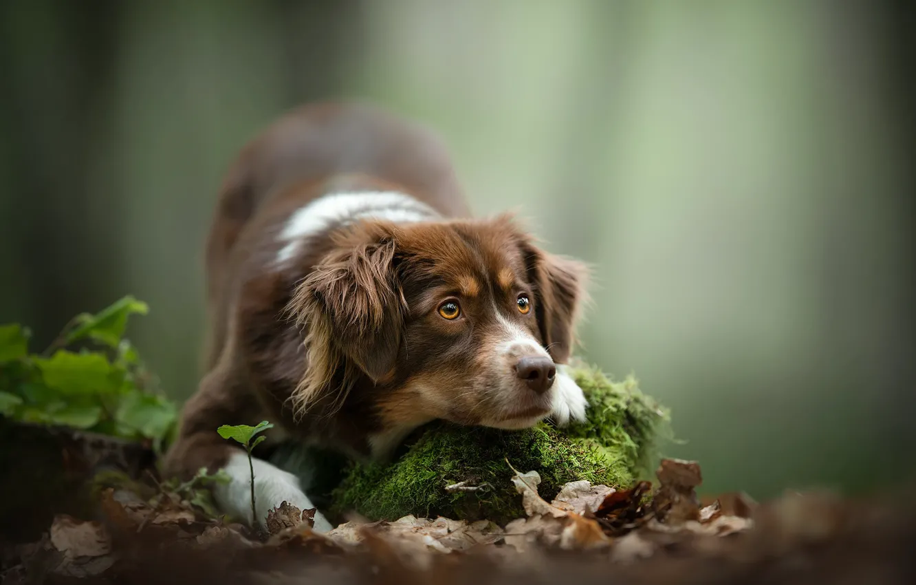 Photo wallpaper look, face, leaves, background, moss, dog
