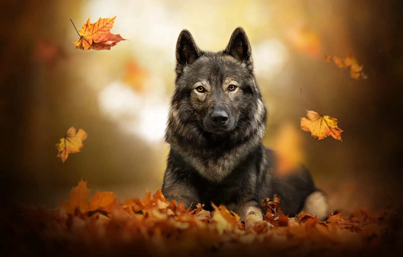 Photo wallpaper autumn, leaves, dog, falling leaves