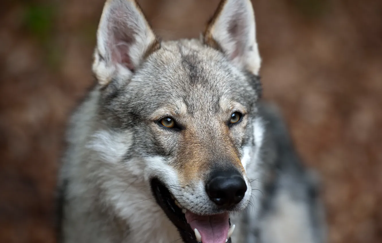 Photo wallpaper wolf, dog, Metis, Czechoslovak Volchak