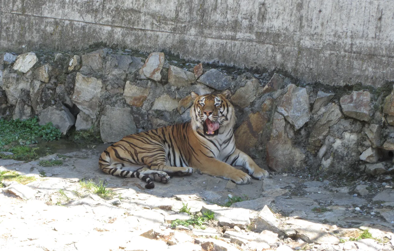 Photo wallpaper predator, wild cat, The tiger