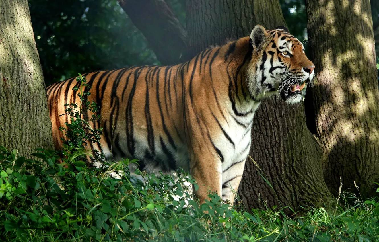 Photo wallpaper forest, tiger, tree, profile