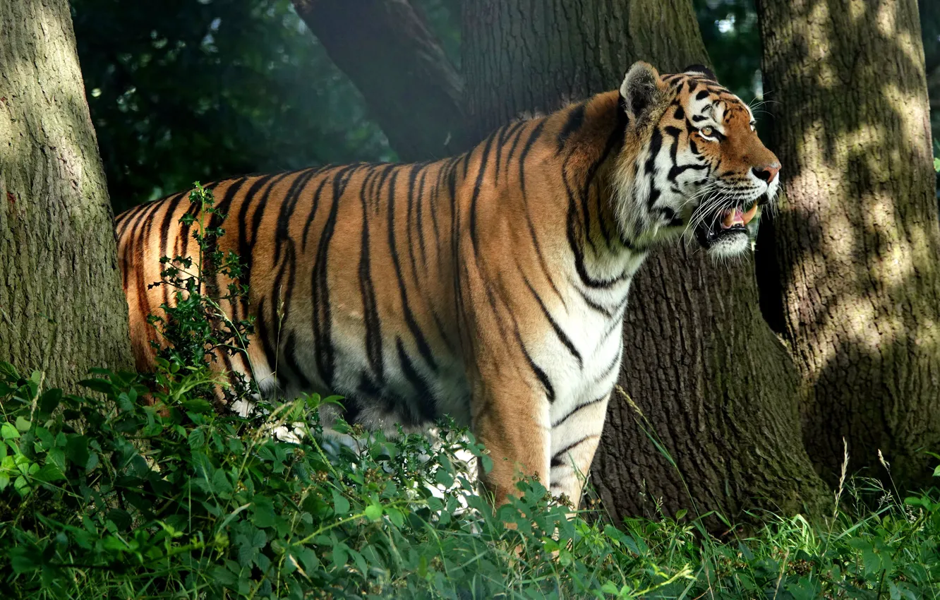 Photo wallpaper forest, trees, tiger, profile