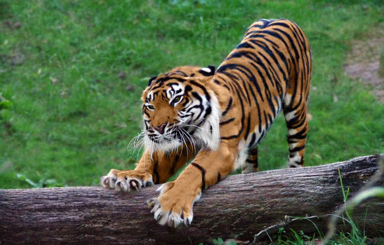 Photo wallpaper nature, tiger, claws