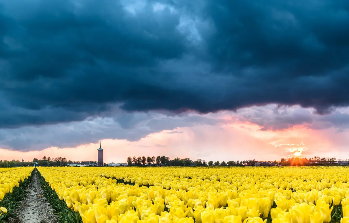 Photo wallpaper clouds, tulips, Netherlands, plantation