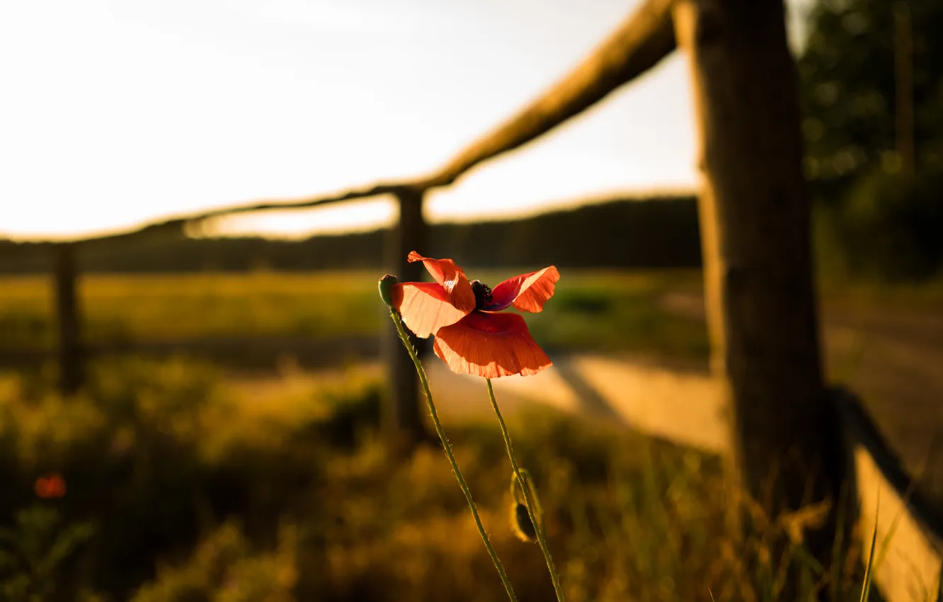 Photo wallpaper field, forest, summer, the sky, light, flowers, red, posts