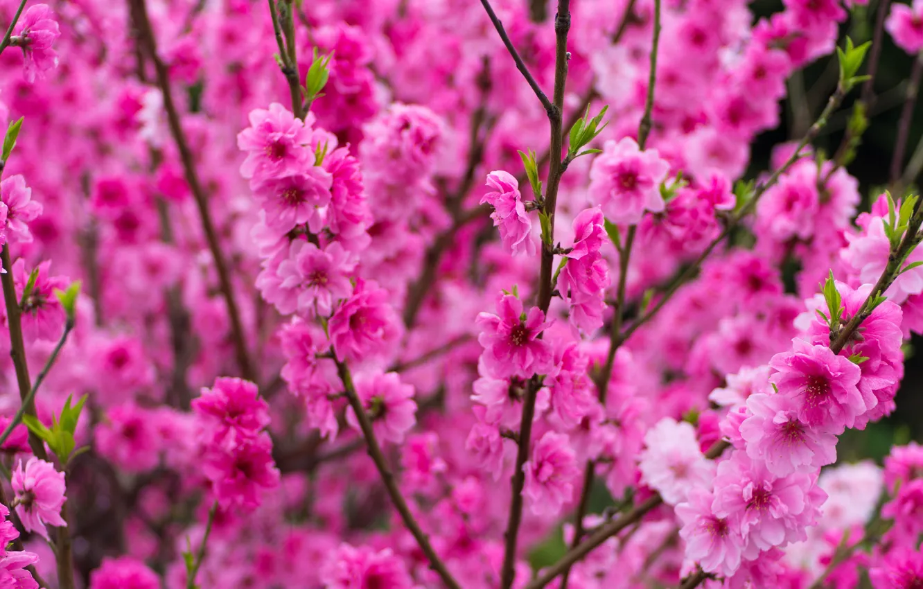 Photo wallpaper trees, flowers, spring, garden