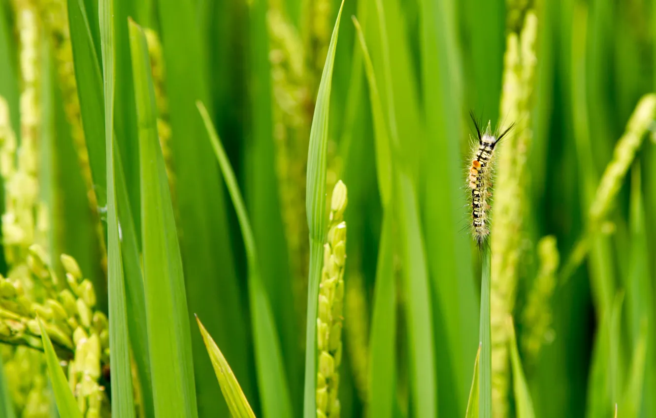 Photo wallpaper greens, grass, macro, caterpillar, widescreen, spikelets, panorama, panorama