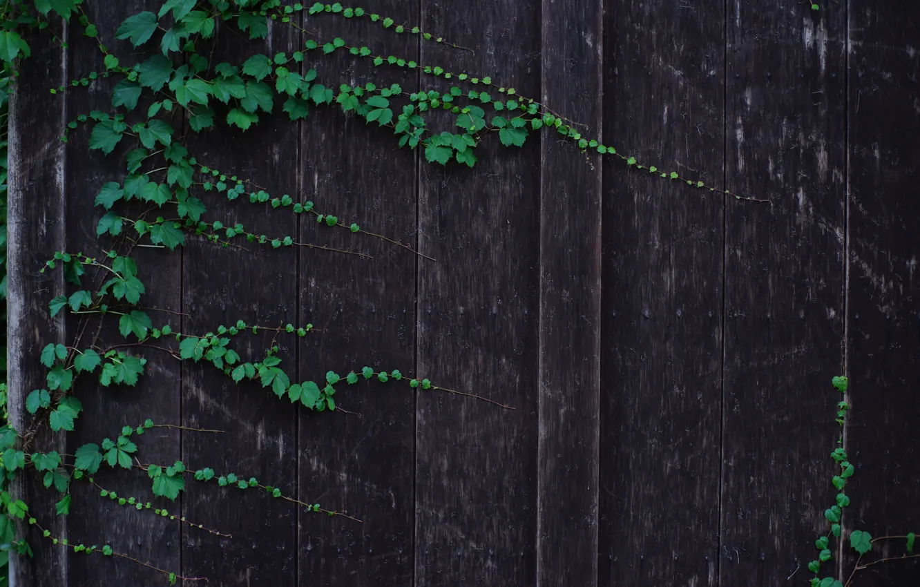 Photo wallpaper leaves, trees, Board, the fence