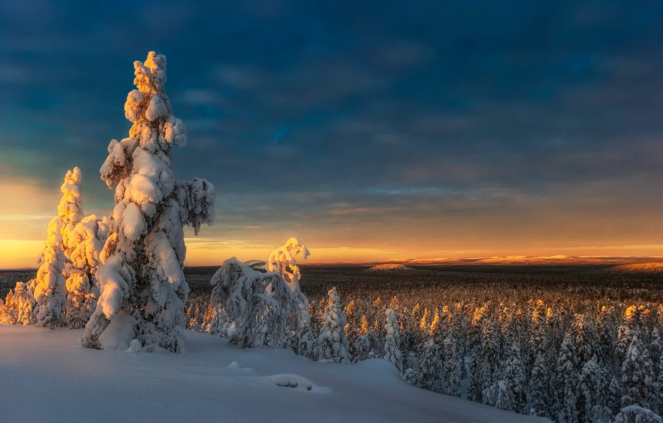 Photo wallpaper winter, forest, the sky, light, snow, dawn, view, dal