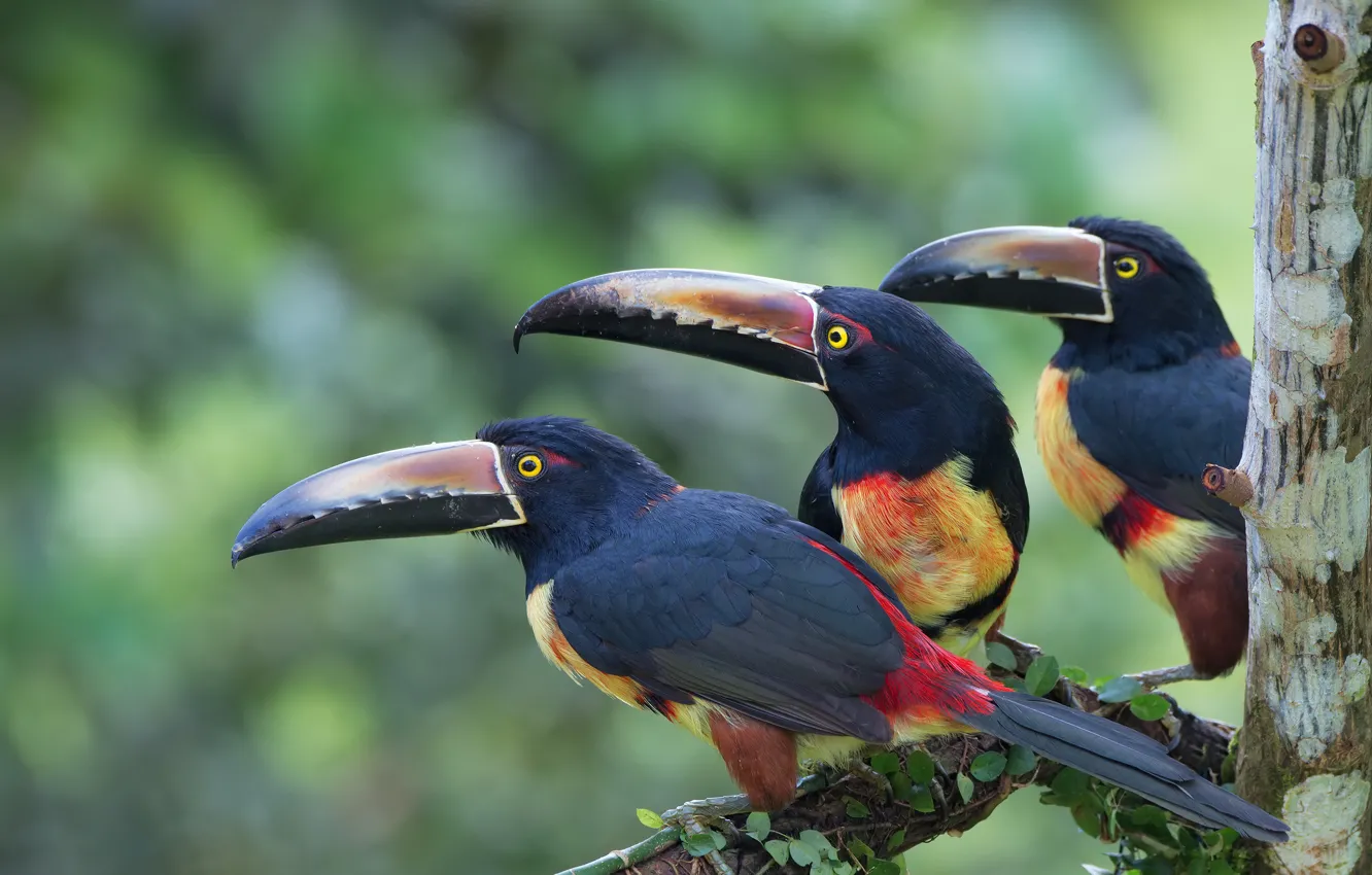 Photo wallpaper branches, bird, Toucan, aracari