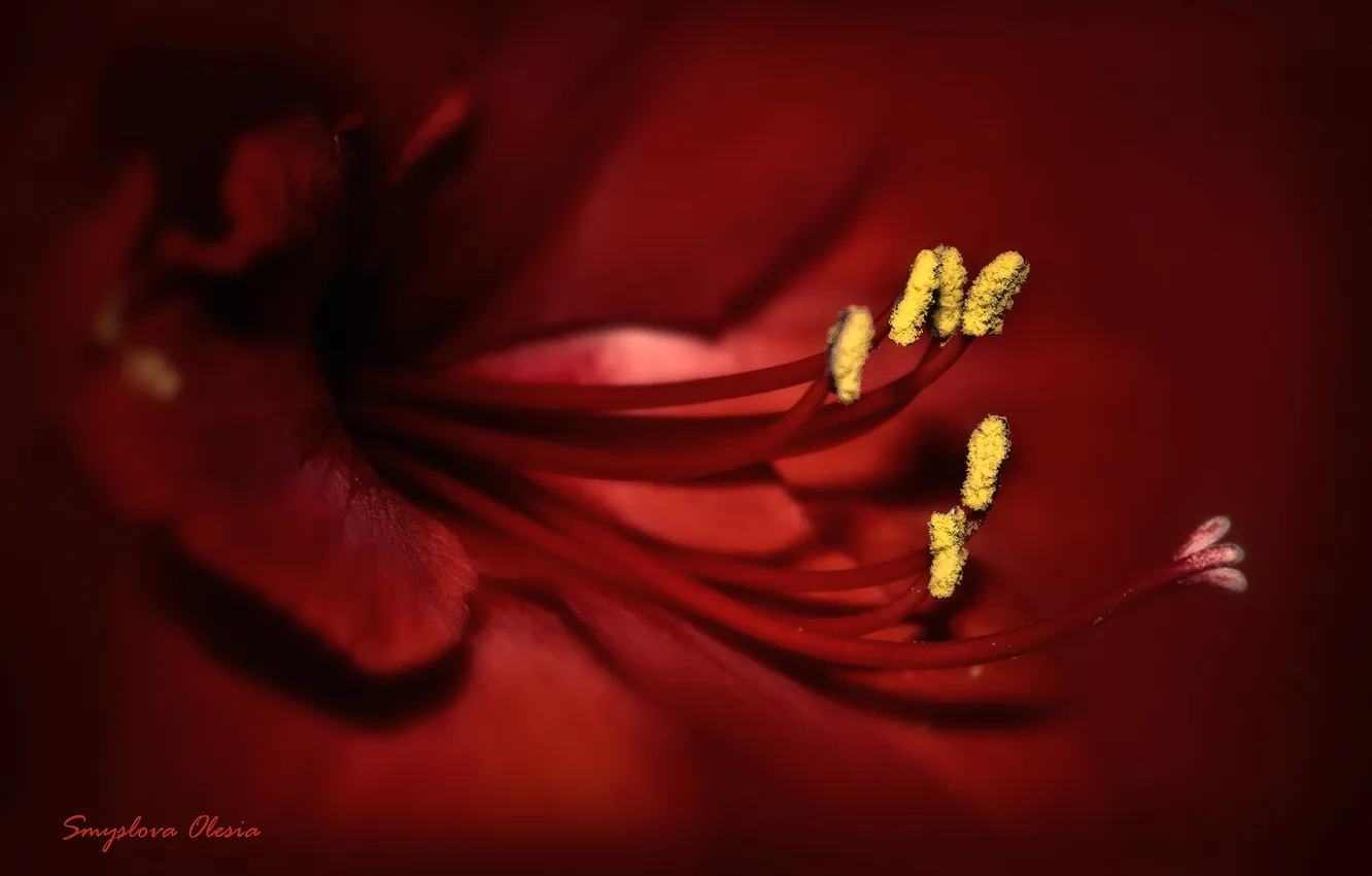 Photo wallpaper macro, flowers, red