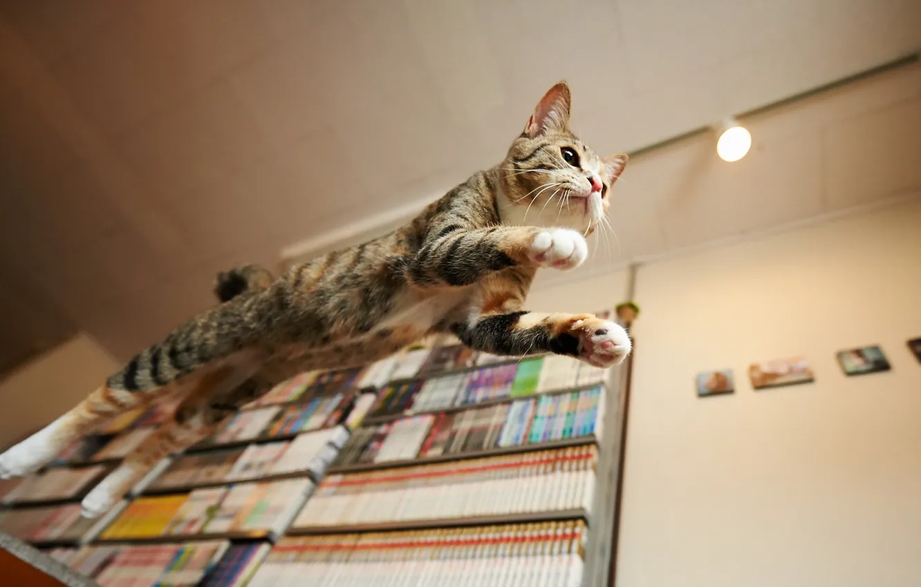 Photo wallpaper cat, house, jump