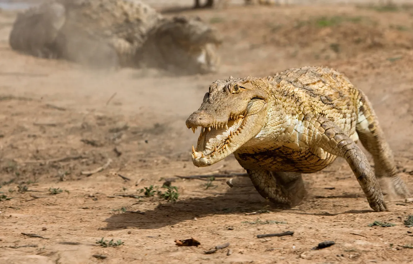 Photo wallpaper crocodile, running, mouth