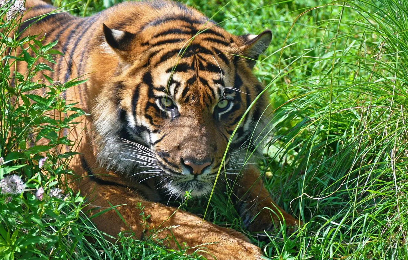 Photo wallpaper grass, face, tiger, stay, predator, Amur