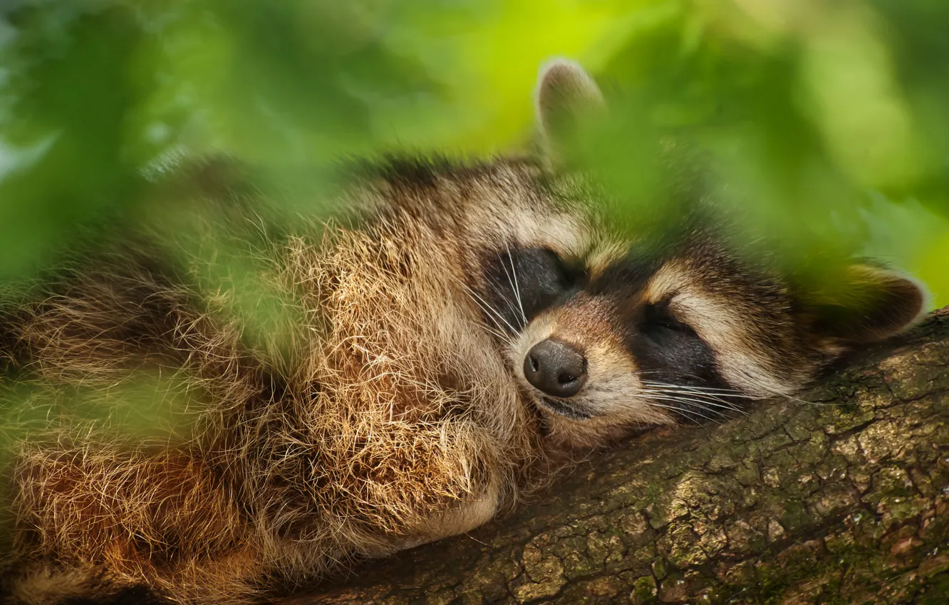 Photo wallpaper leaves, trees, sleeping, raccoon