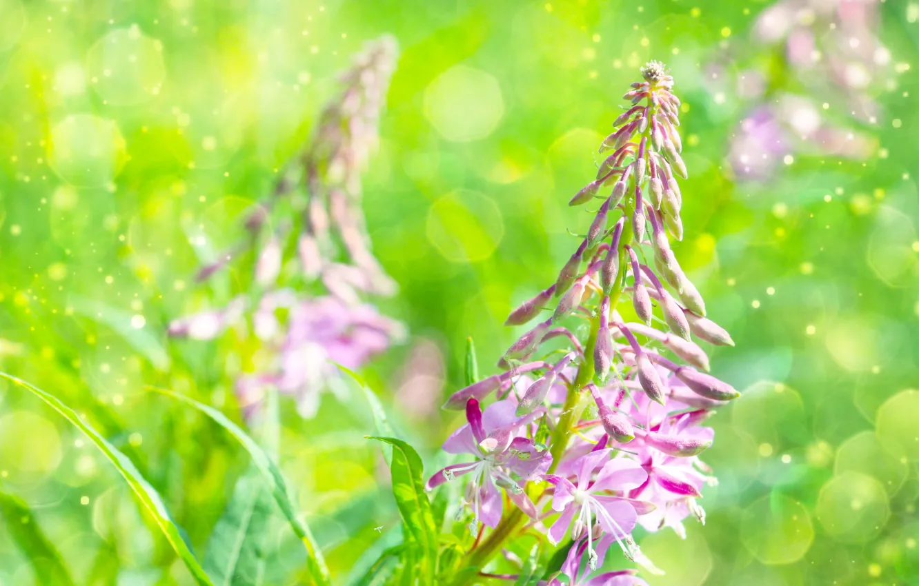 Photo wallpaper flower, spring, meadow, blooming