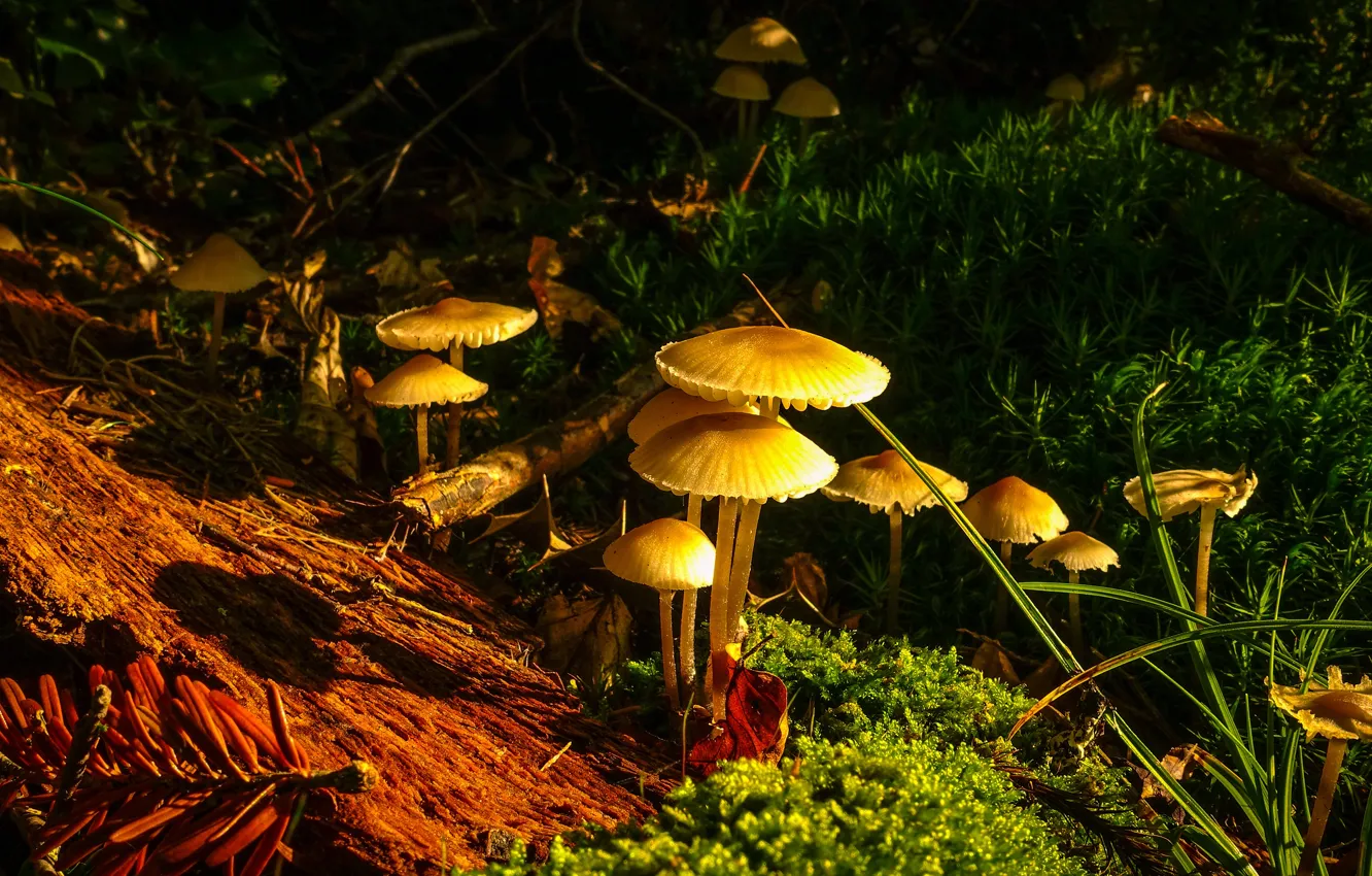 Photo wallpaper forest, mushrooms, family