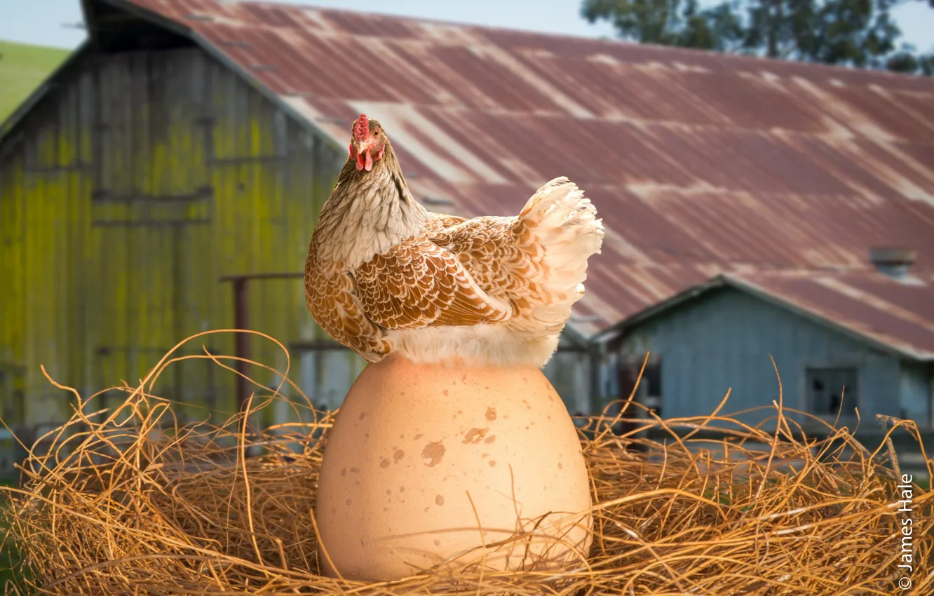 Photo wallpaper egg, chicken, hay