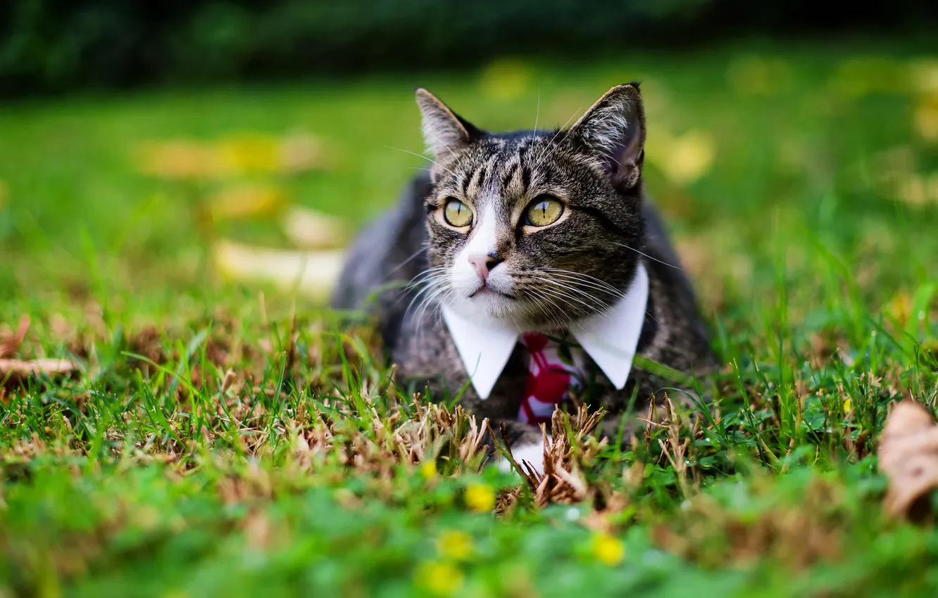 Photo wallpaper cat, cat, look, nature, pose, face