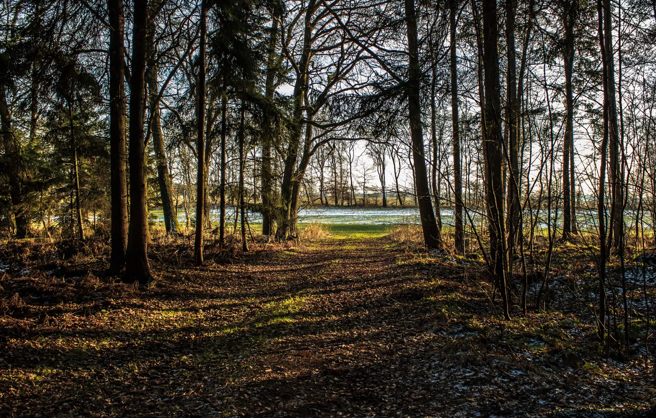 Photo wallpaper frost, forest, trees, Park