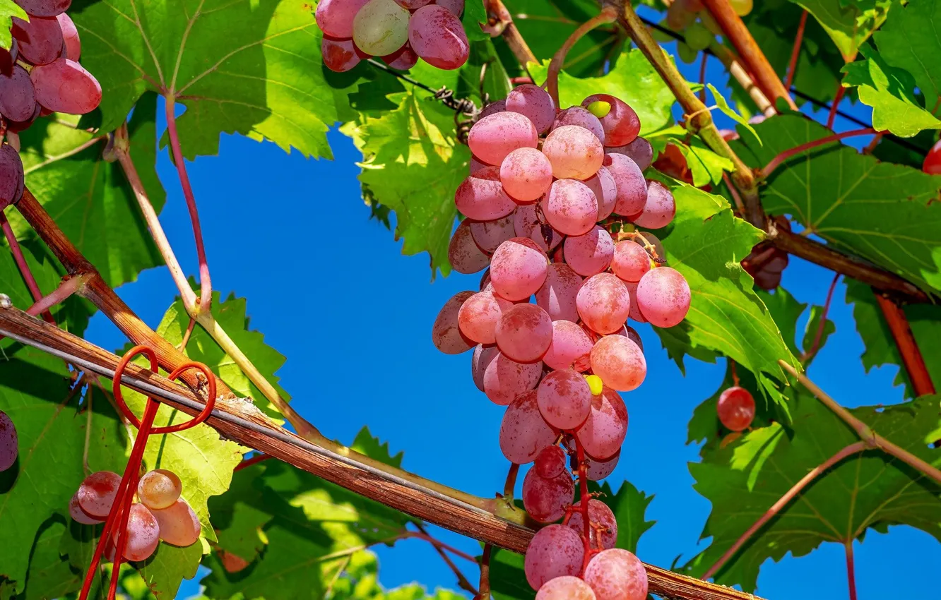 Photo wallpaper leaves, grapes, vine