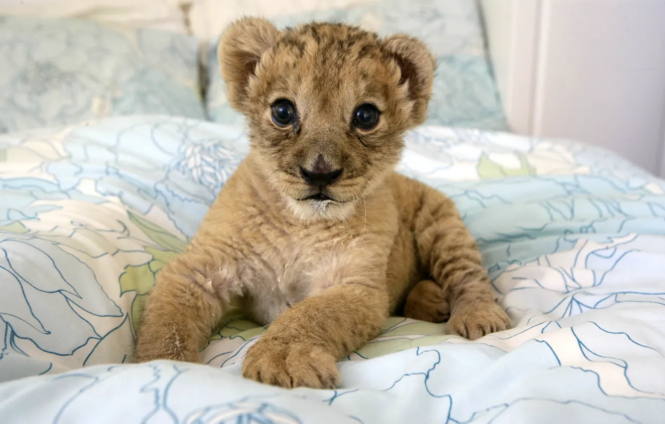 Photo wallpaper kitty, predator, baby, wild cats, cub, lion