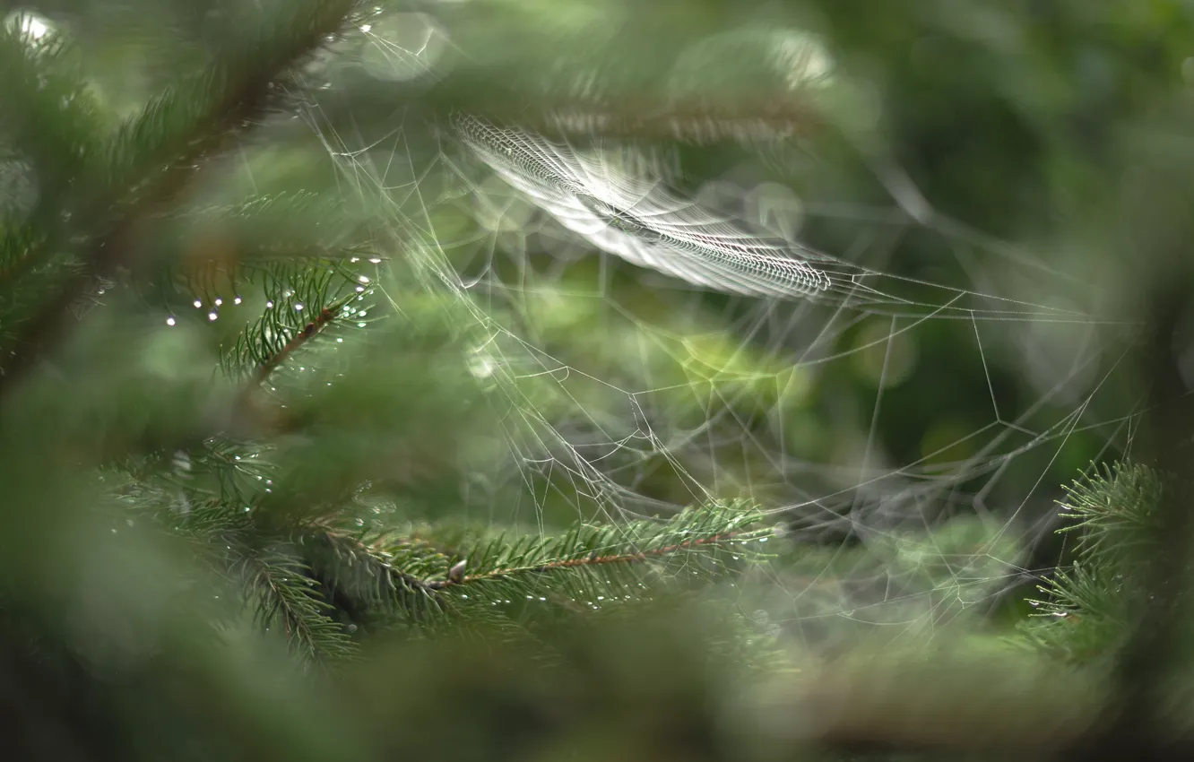 Photo wallpaper drops, macro, branches, web, rozmyte