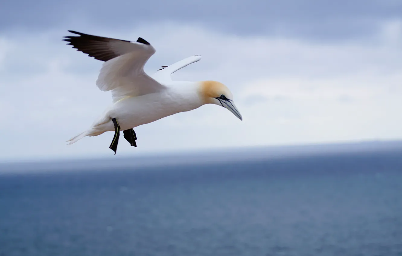 Photo wallpaper flight, nature, bird, Gannet