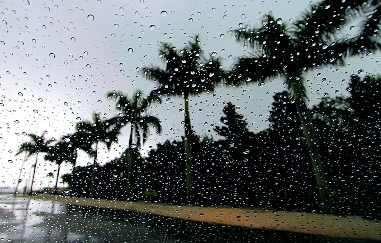 Photo wallpaper drops, palm trees, rain