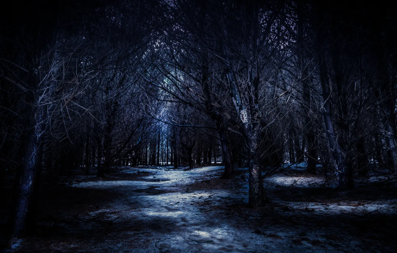 Photo wallpaper forest, trees, night, nature