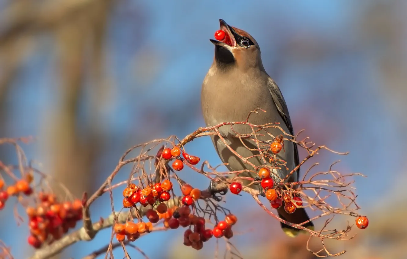 Photo wallpaper nature, berries, bird, Rowan, the Waxwing