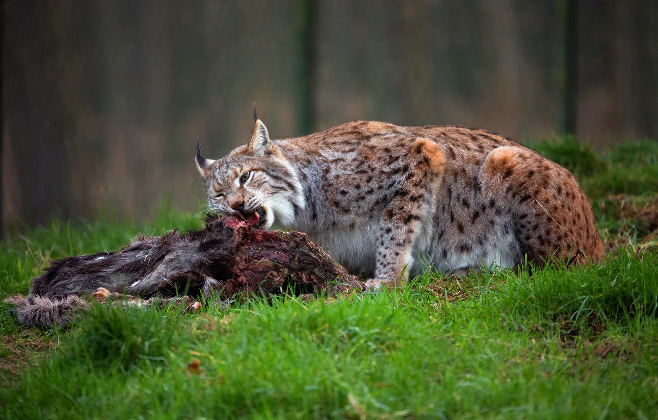 Photo wallpaper forest, grass, nature, food, meat, lynx, wild cat, lunch
