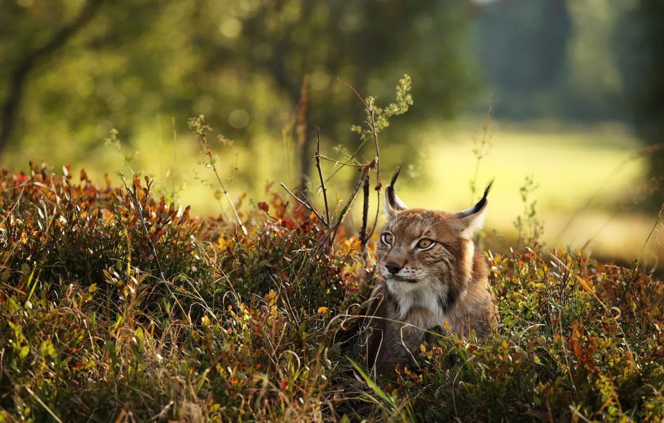 Photo wallpaper autumn, branches, nature, lies, lynx, face, the bushes