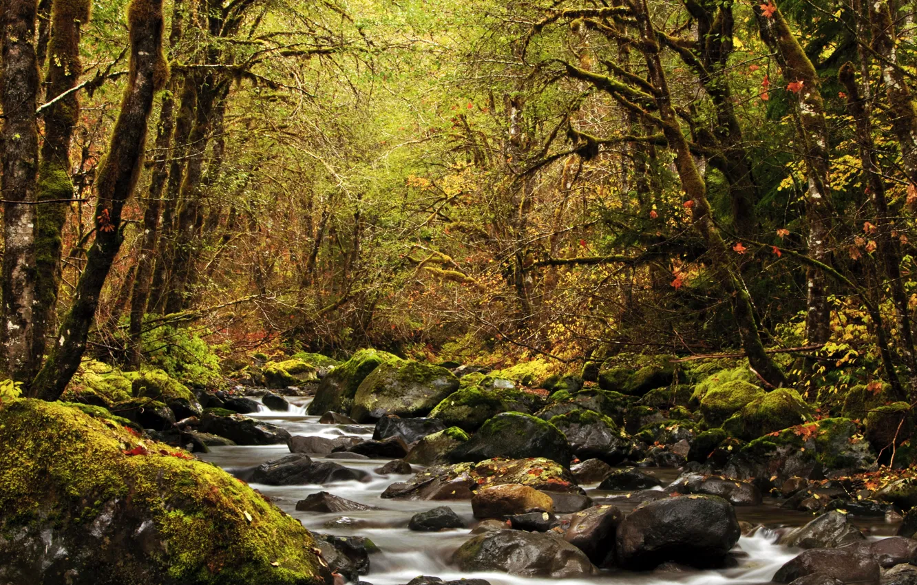 Photo wallpaper autumn, forest, leaves, trees, stream, stones, moss, USA