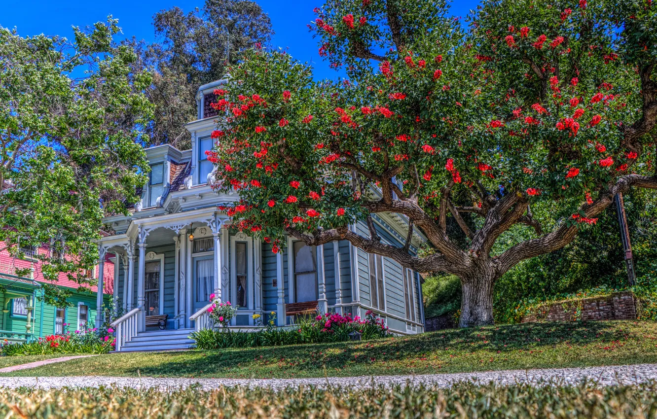 Photo wallpaper grass, trees, flowers, HDR, home, garden, CA, USA