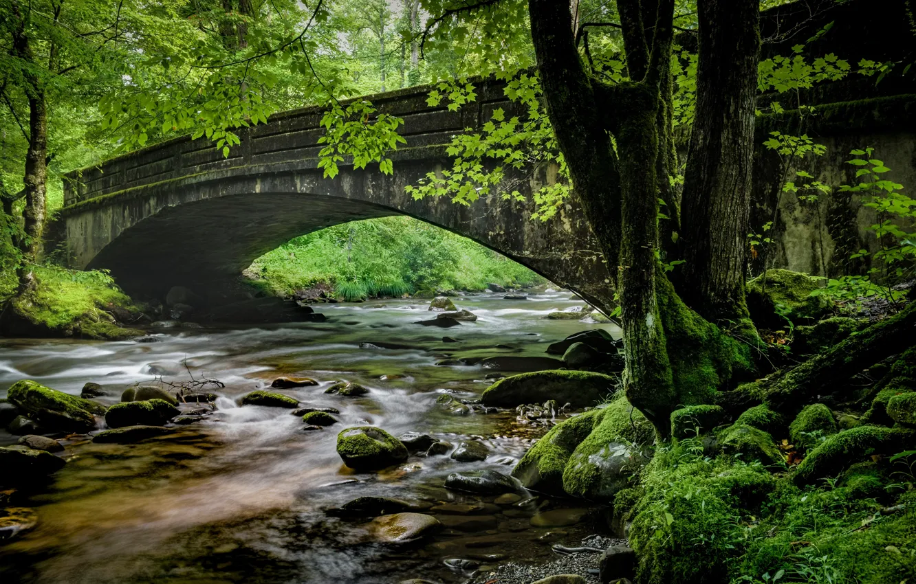Photo wallpaper forest, trees, bridge, river, stones, moss, Tn