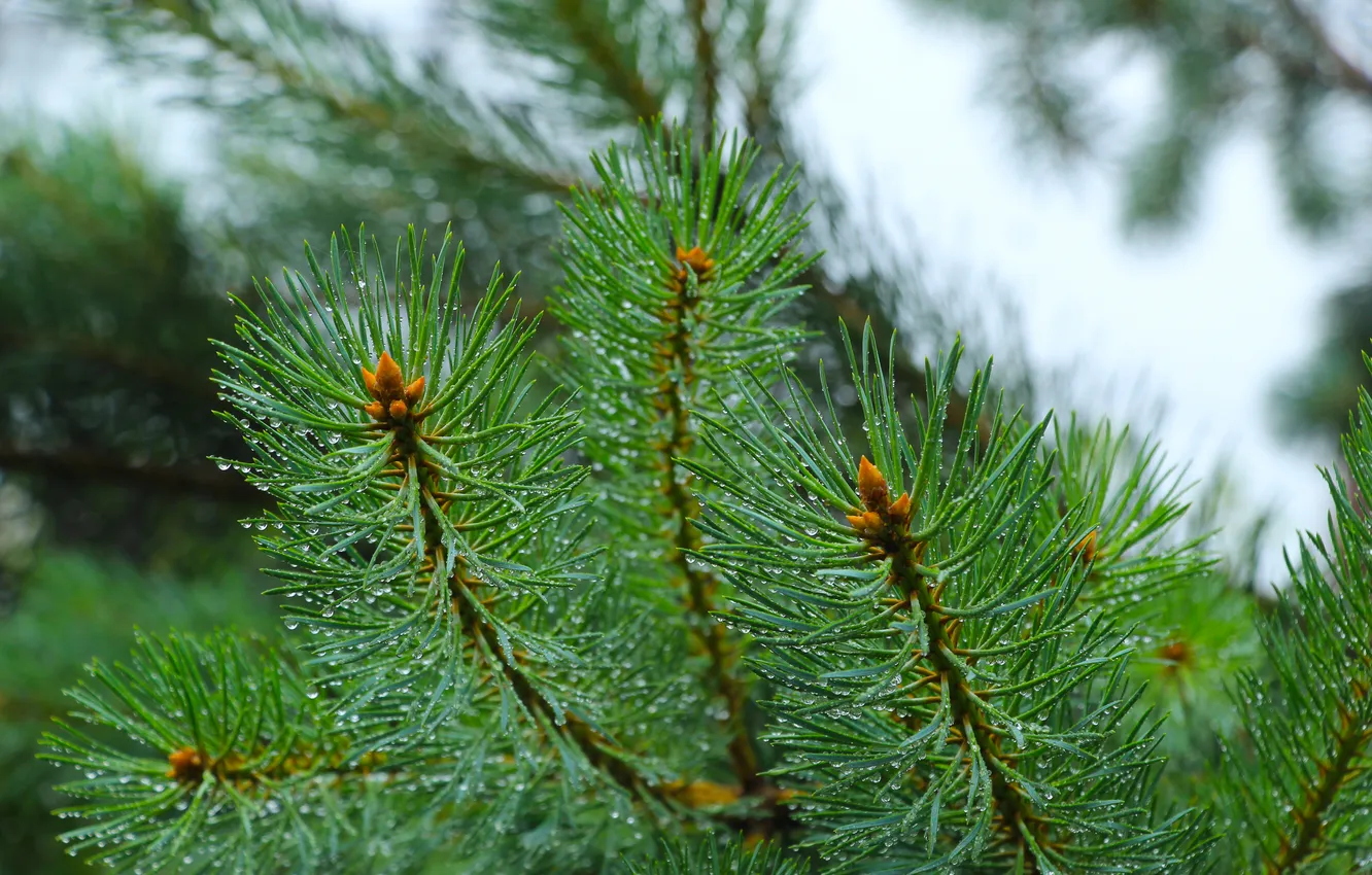 Photo wallpaper tree, pine, twig