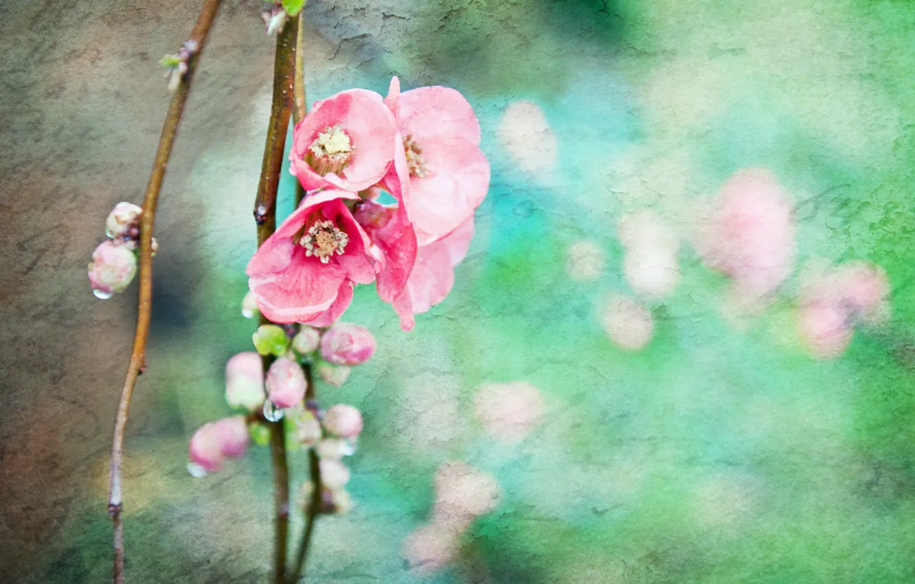 Photo wallpaper branches, style, background