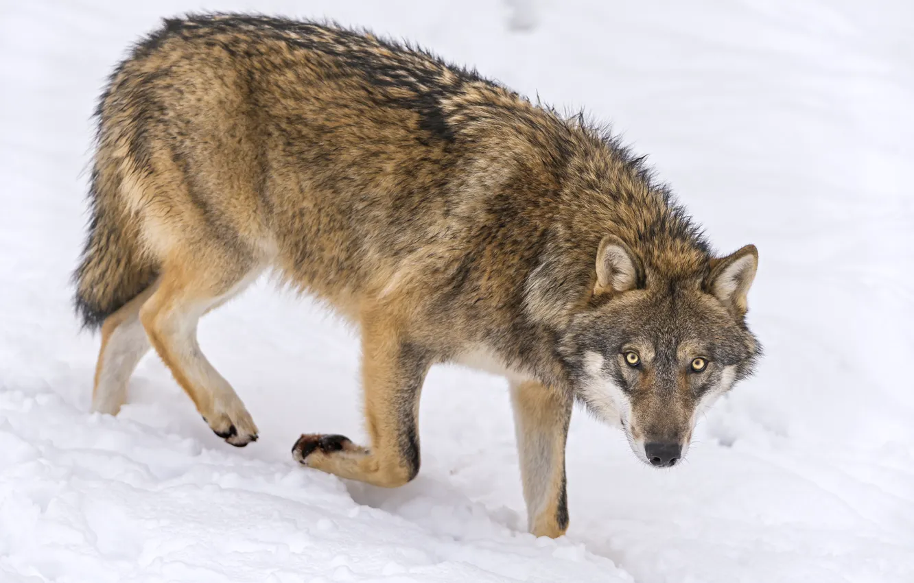 Photo wallpaper look, snow, wolf, ©Tambako The Jaguar