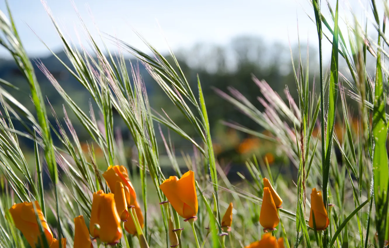Photo wallpaper grass, flowers, orange, petals
