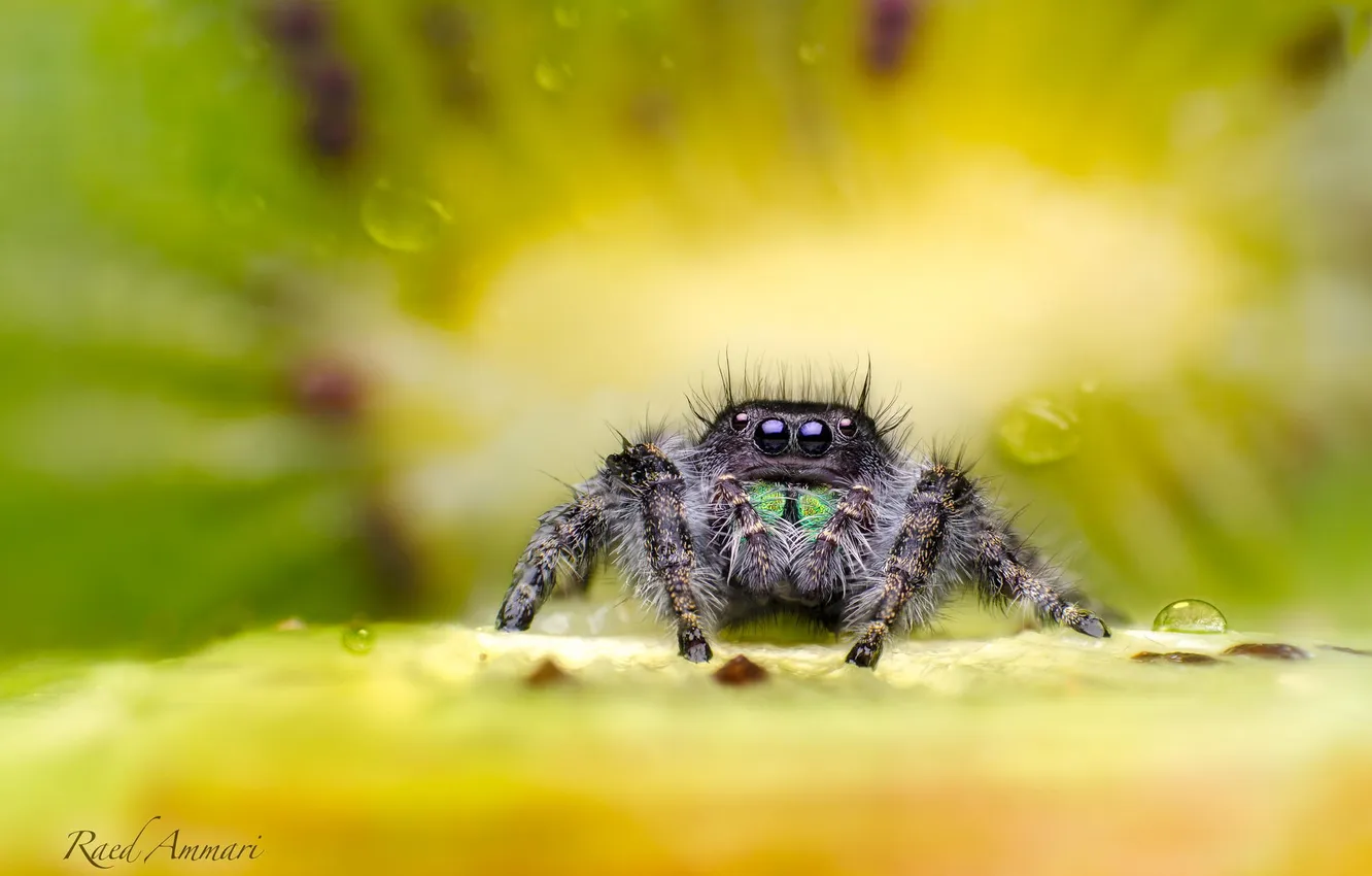 Photo wallpaper macro, spider, kiwi, insect, fruit, sitting, baby, paucek