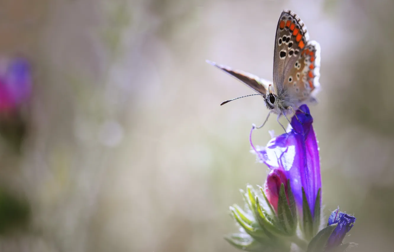 Photo wallpaper flower, nature, butterfly