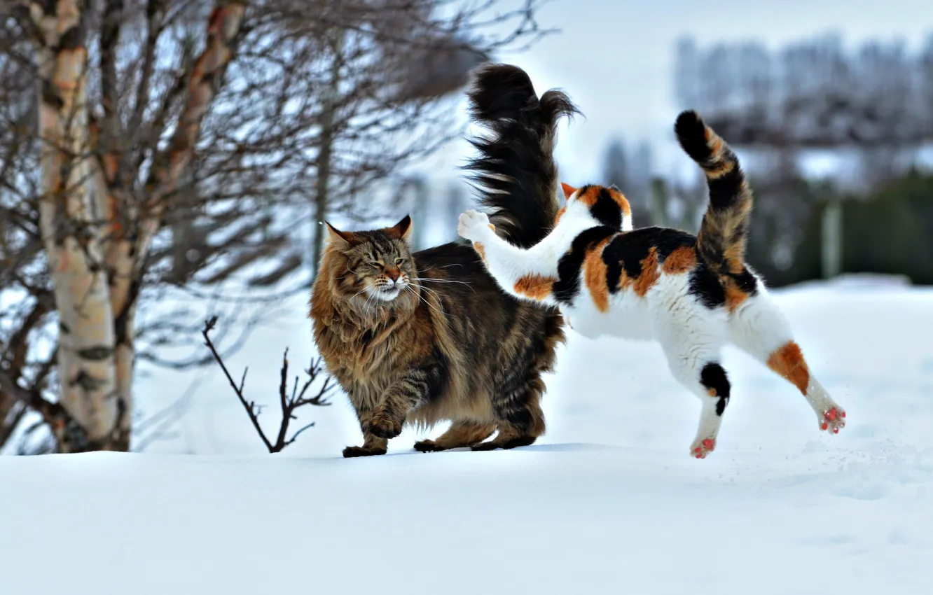 Photo wallpaper winter, snow, jump, cats, the situation, attack, two cats