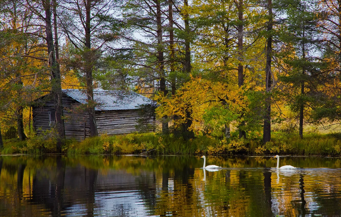 Photo wallpaper autumn, forest, trees, lake, shore, house, swans, Finland