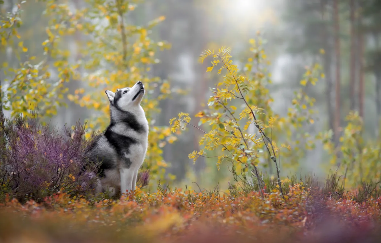 Photo wallpaper autumn, husky, breed