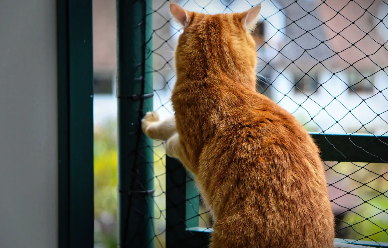 Photo wallpaper cat, mesh, back, red