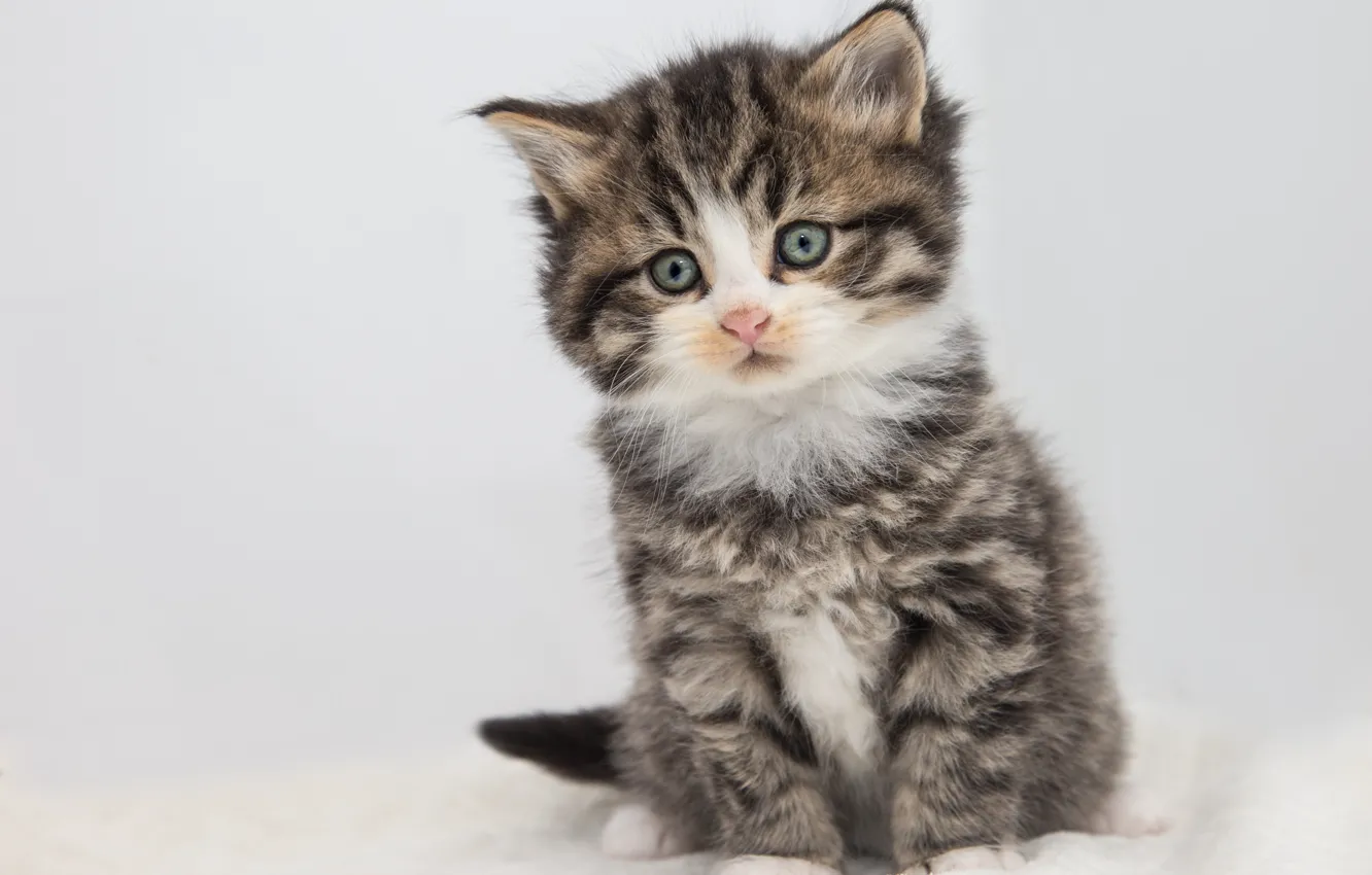 Photo wallpaper cat, look, pose, grey, sweetheart, fluffy, baby, white background
