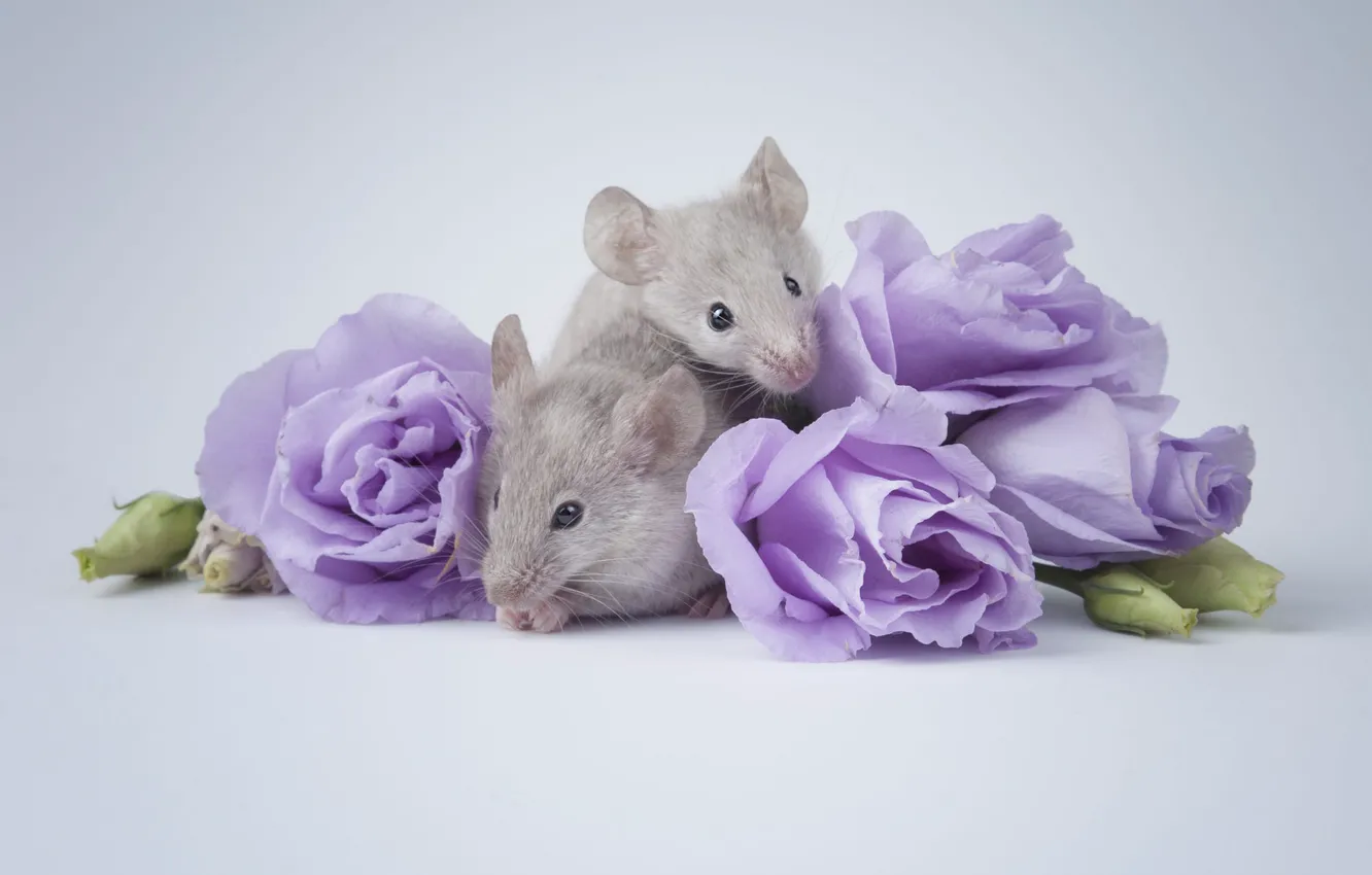 Photo wallpaper pose, grey, mouse, mouse, muzzle, still life, a couple, rat