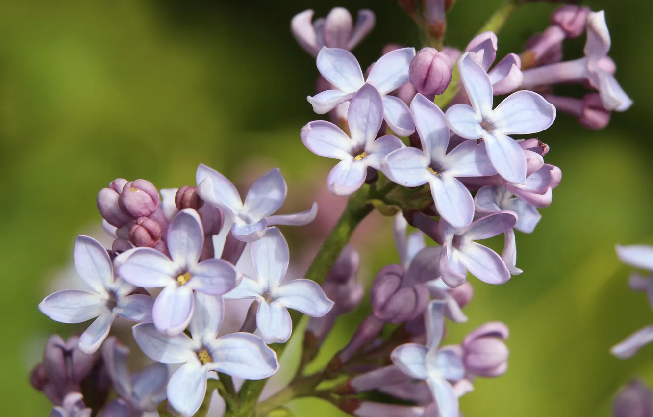 Photo wallpaper flower, lilac, blooming