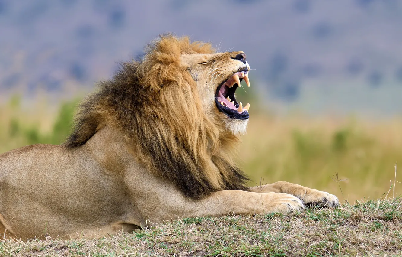 Photo wallpaper lion, predator, growl